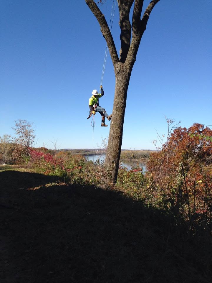 Climber roped in near the top of a tall tree above the river, fall color below